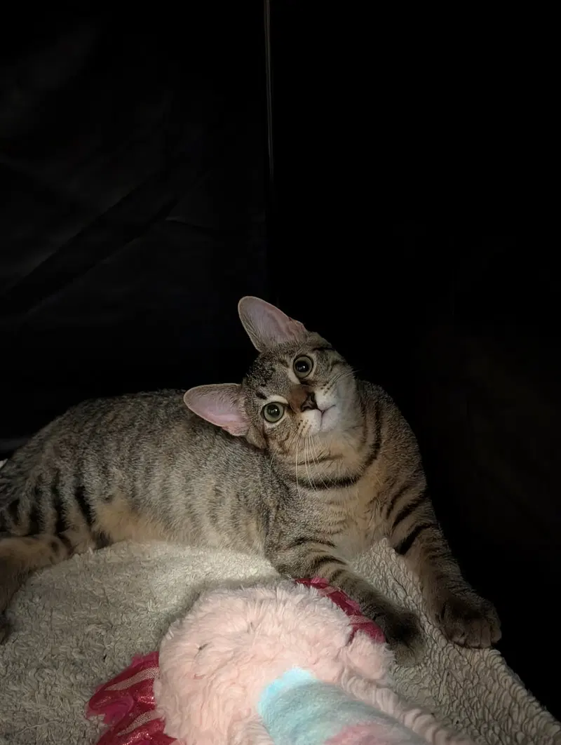 Piper, photo 3