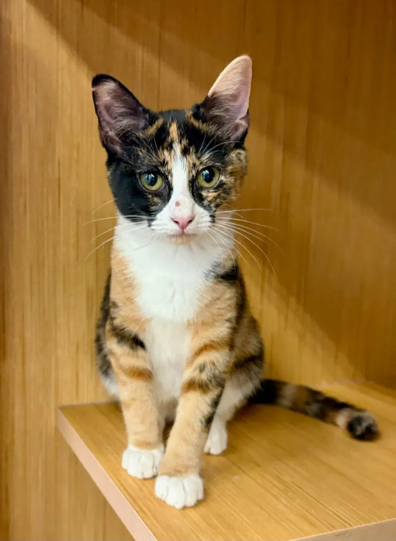Willow., a young female Calico cat up for adoption