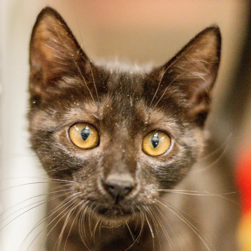 Sansa, a young female cat up for adoption