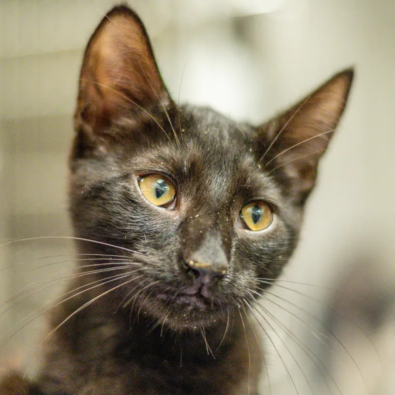 Bran, a young male cat up for adoption