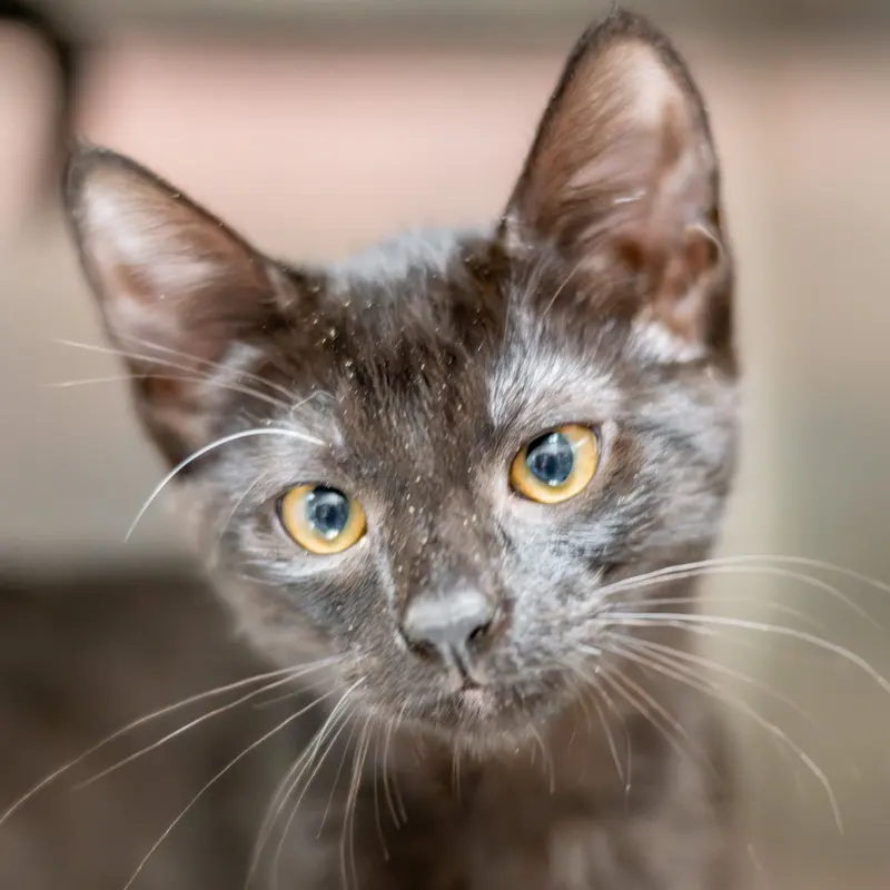 Arya, a young female cat up for adoption
