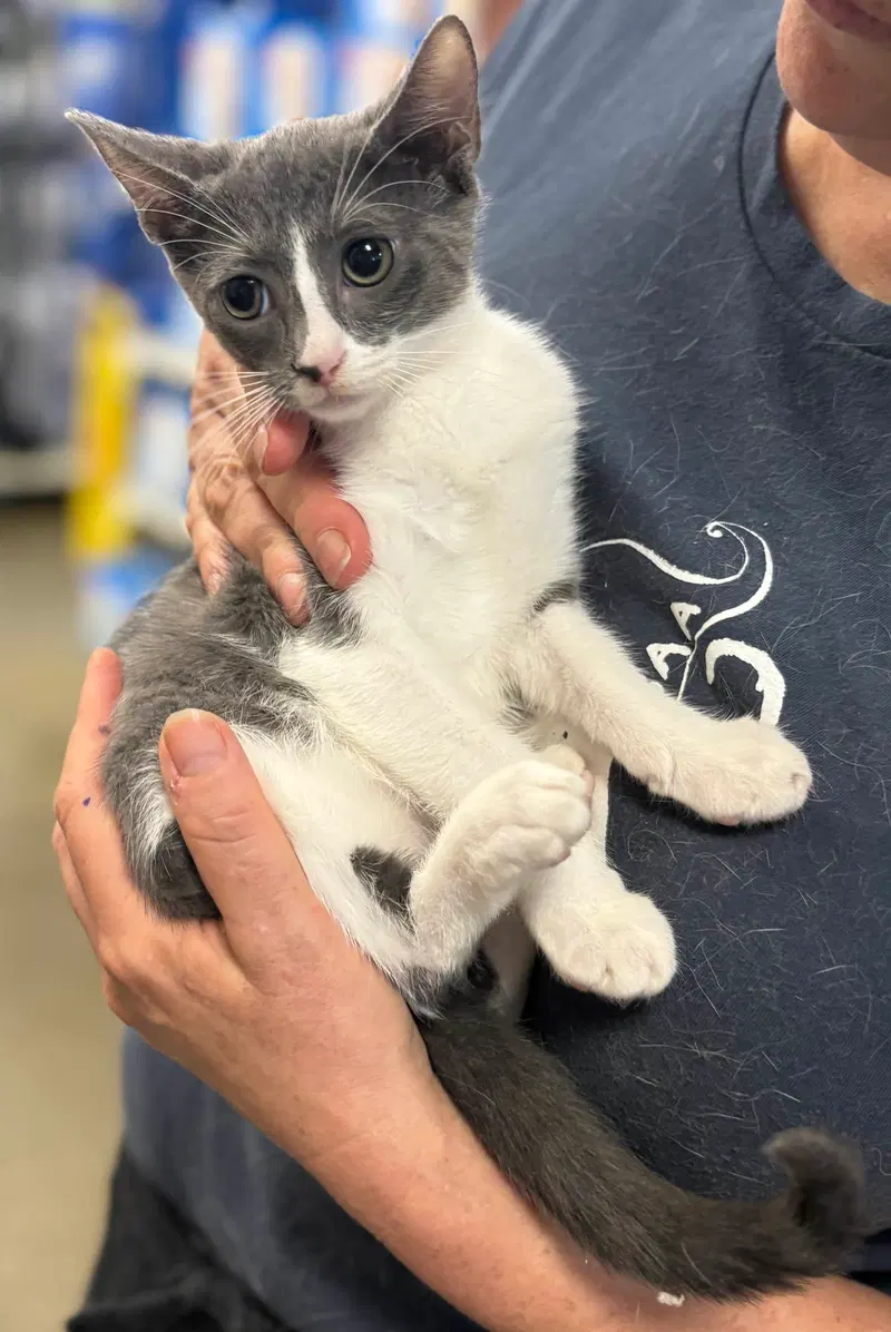 Ferrari and Porsche, female kittens up for adoption