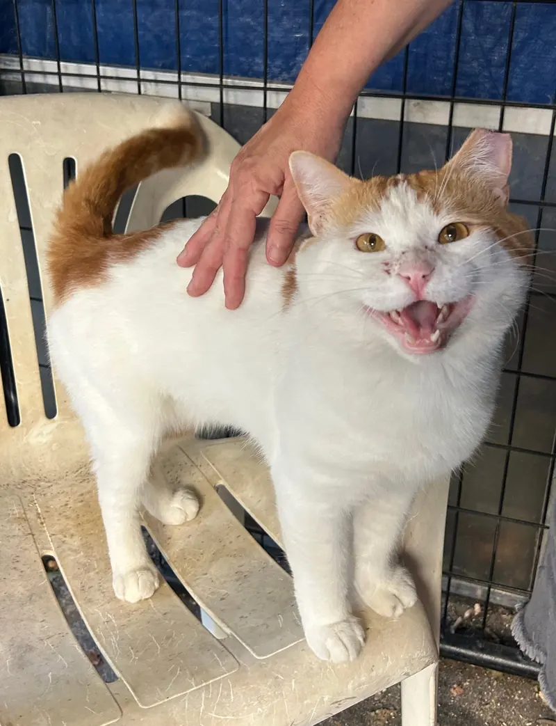 Chubby Checker, an adult male cat up for adoption
