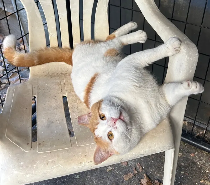 Chubby Checker, photo 2