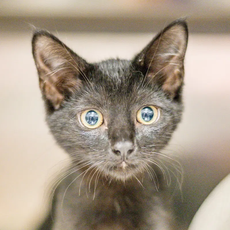 Irene, a female kitten up for adoption