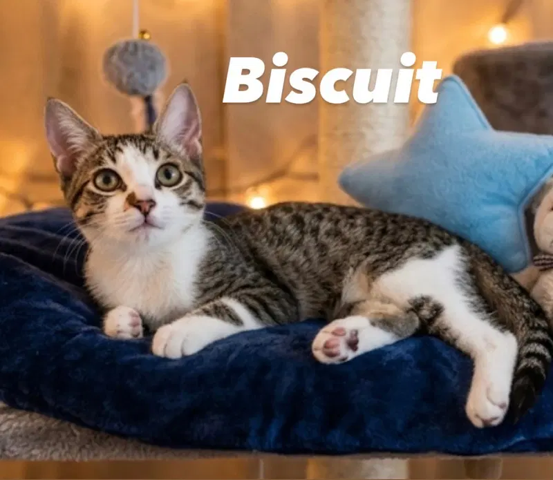 Biscuit, a young male cat up for adoption