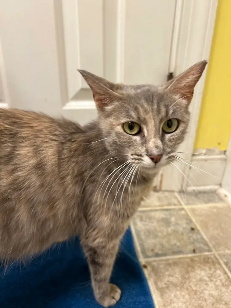 Fiona, a young female cat up for adoption