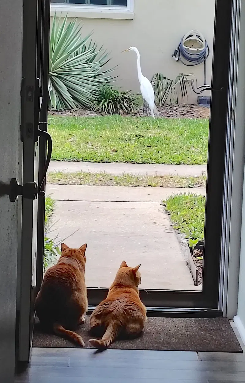 Cheech and Chong, photo 6