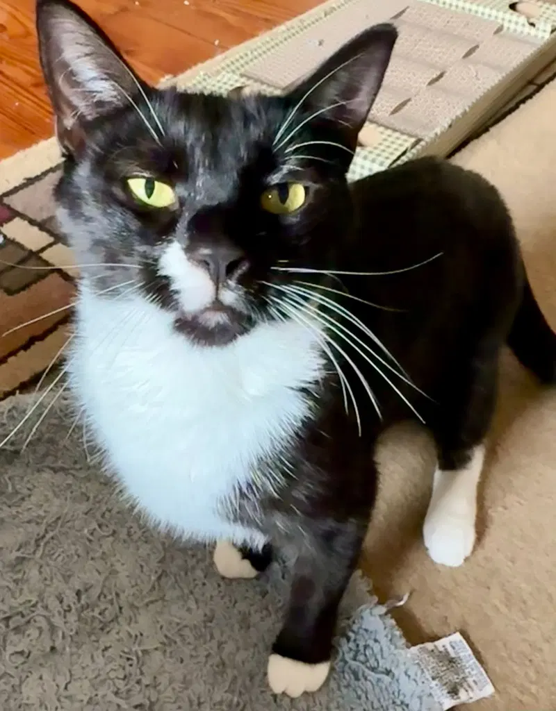 Shadow, an adult female cat up for adoption