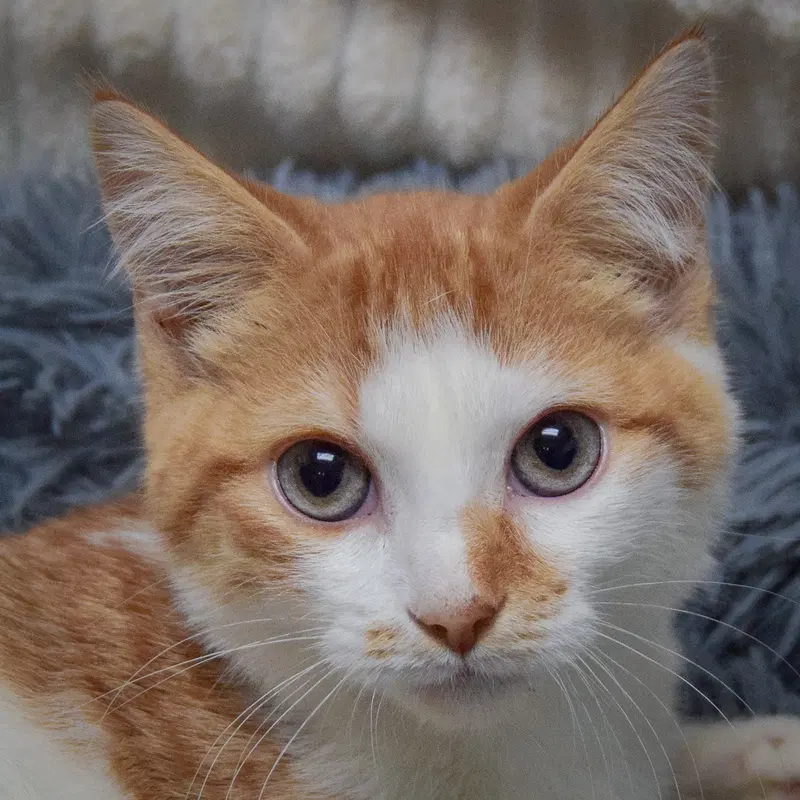Pauly, a male Tabby kitten up for adoption
