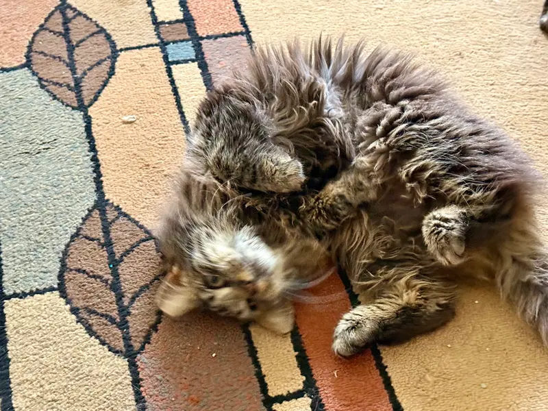 Meg, an adult female cat up for adoption