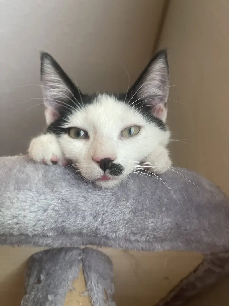 Castor, a young male cat up for adoption