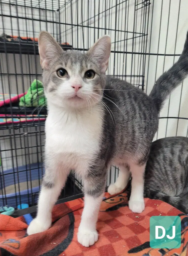 Dj, a young male cat up for adoption