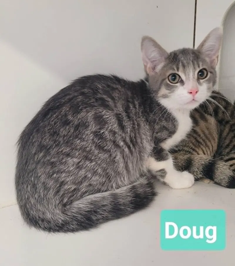 Doug, photo 3
