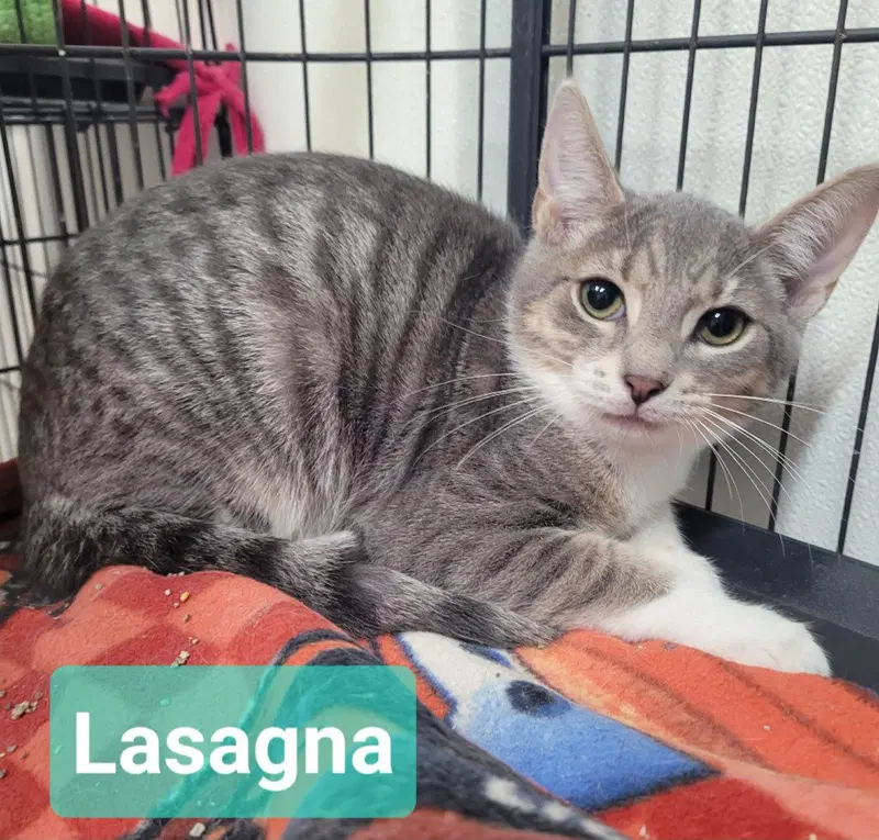 Lasagna, a young male cat up for adoption
