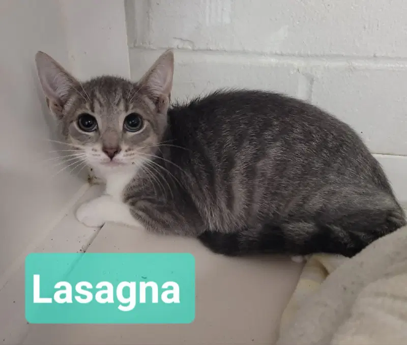 Lasagna, photo 3