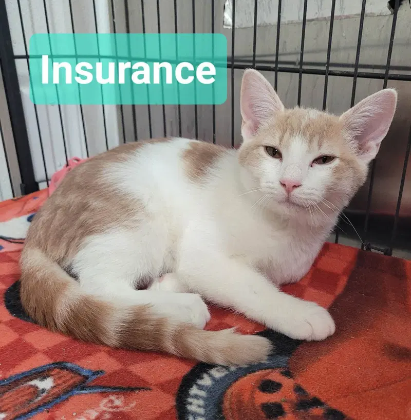 Insurance, a young male cat up for adoption