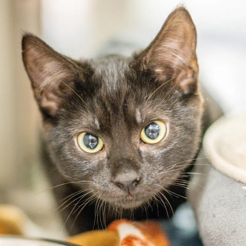 Fleece, a young male cat up for adoption