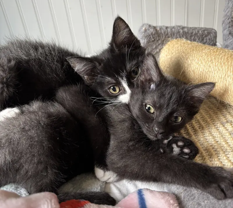 Oliver and Olivia, photo 2