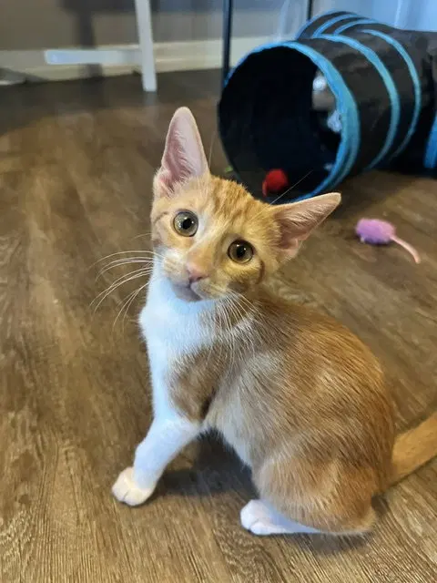 Lentil & Pinto, photo 3