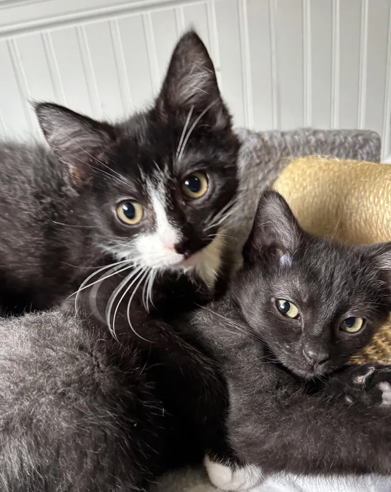 Oliver and Olivia, female kittens up for adoption
