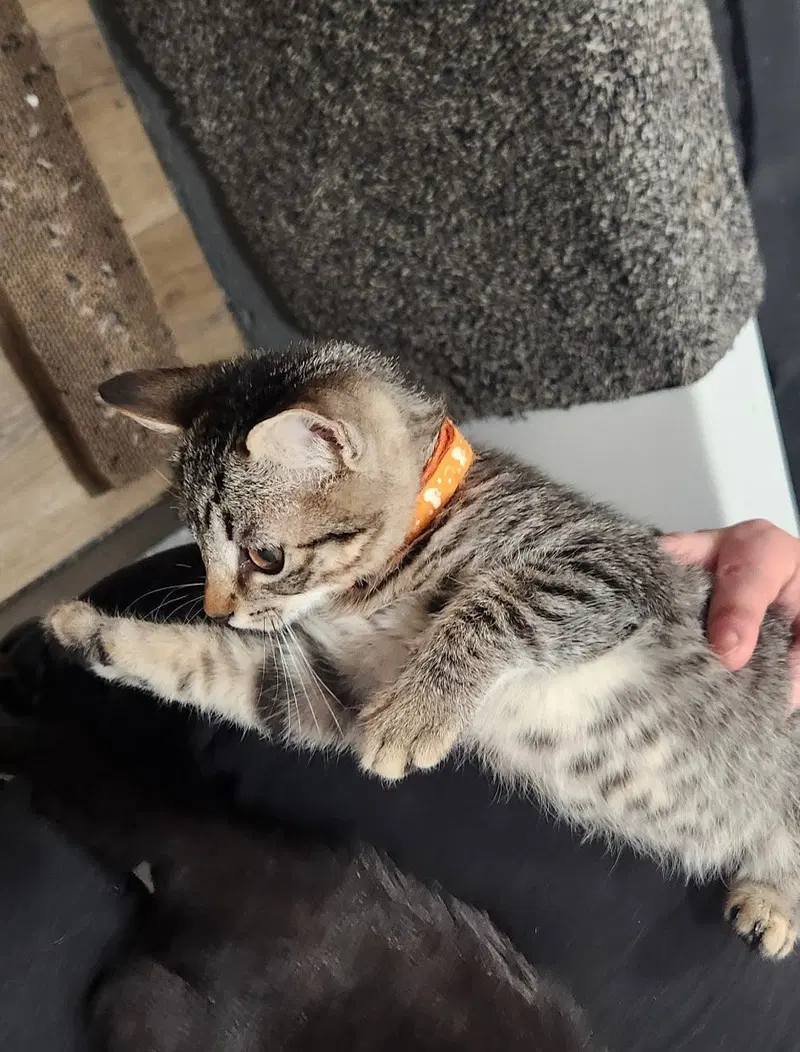 Mochi, photo 2