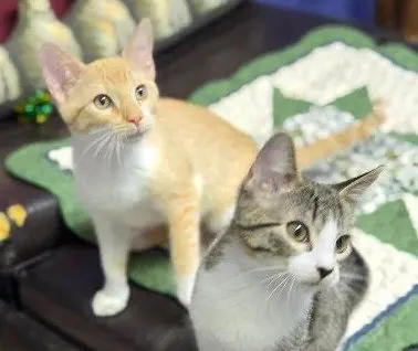 Lola and Gracie, photo 2