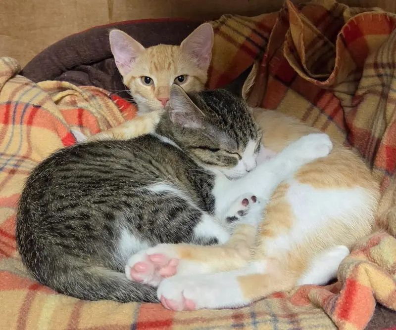 Lola and Gracie, photo 3