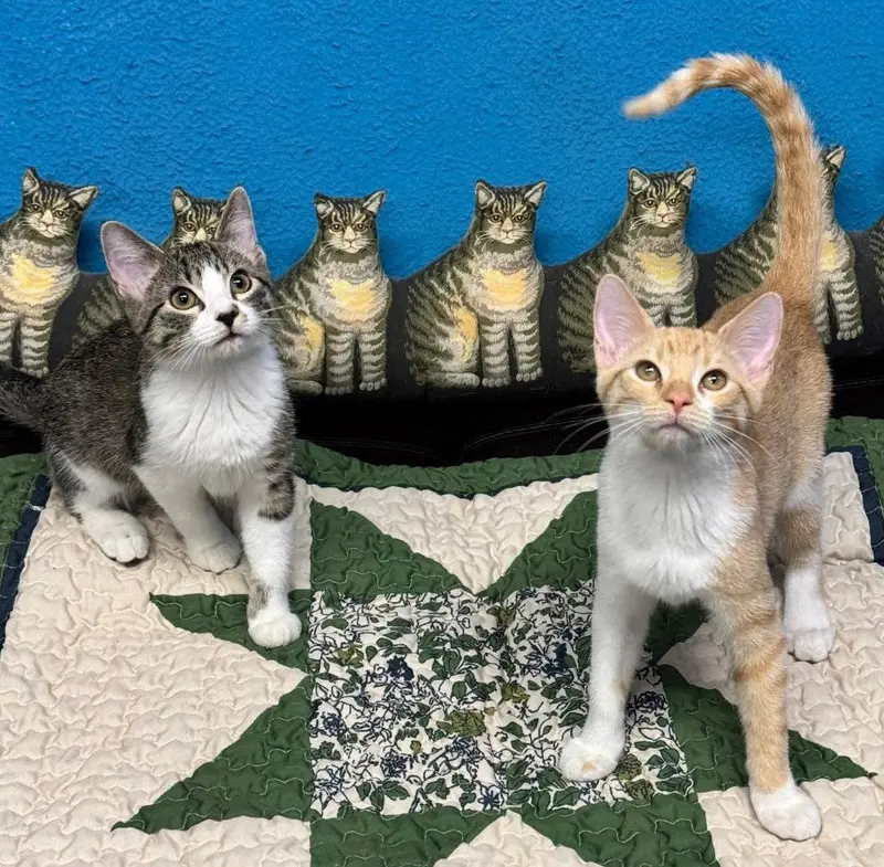 Lola and Gracie, female kittens up for adoption