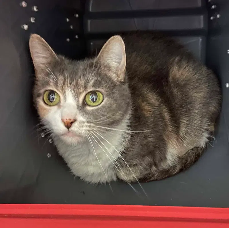 Turtle, an adult female cat up for adoption