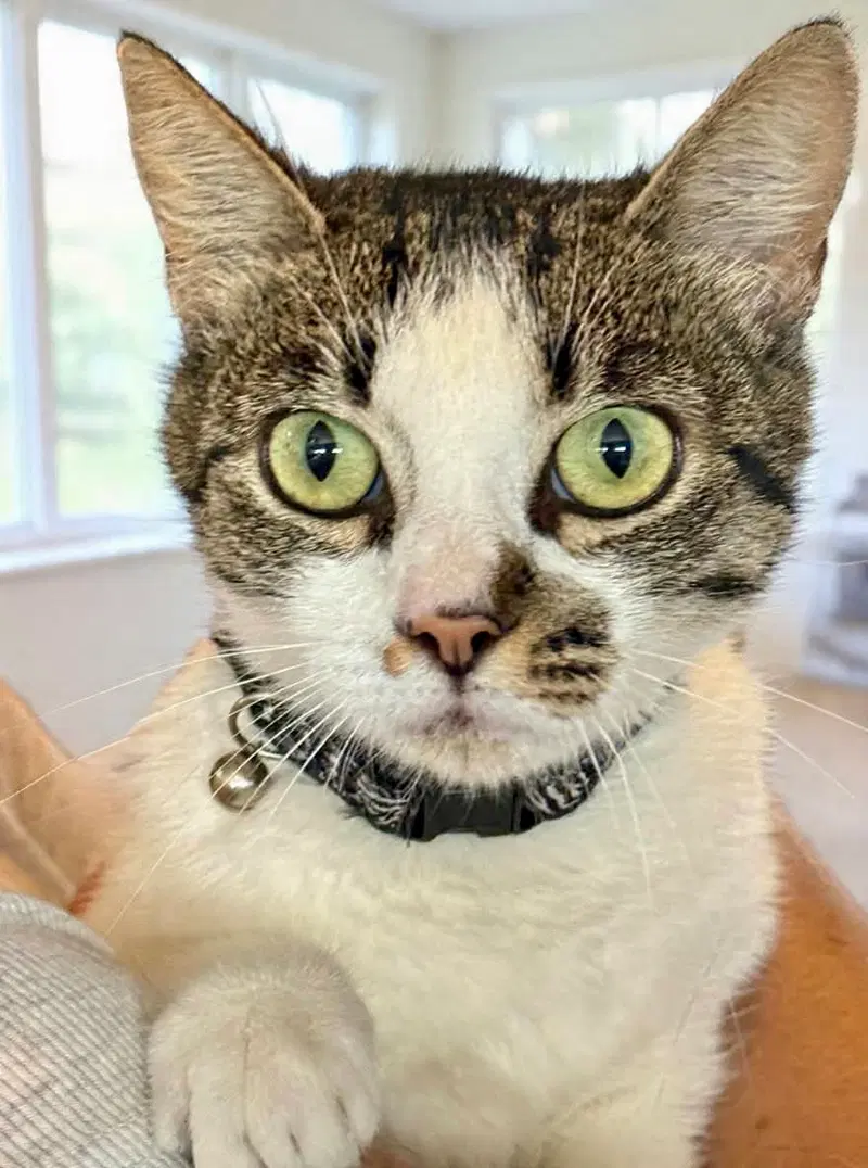 Dottie, a young female Tabby cat up for adoption