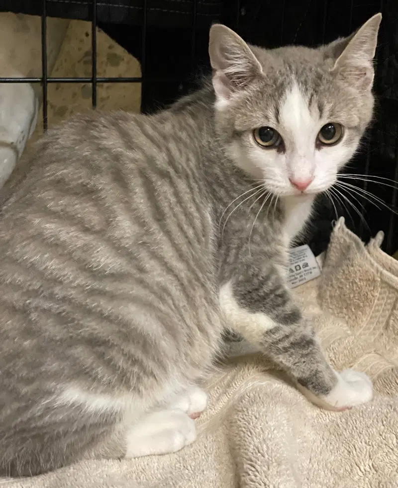 Tyg, a male Tabby kitten up for adoption