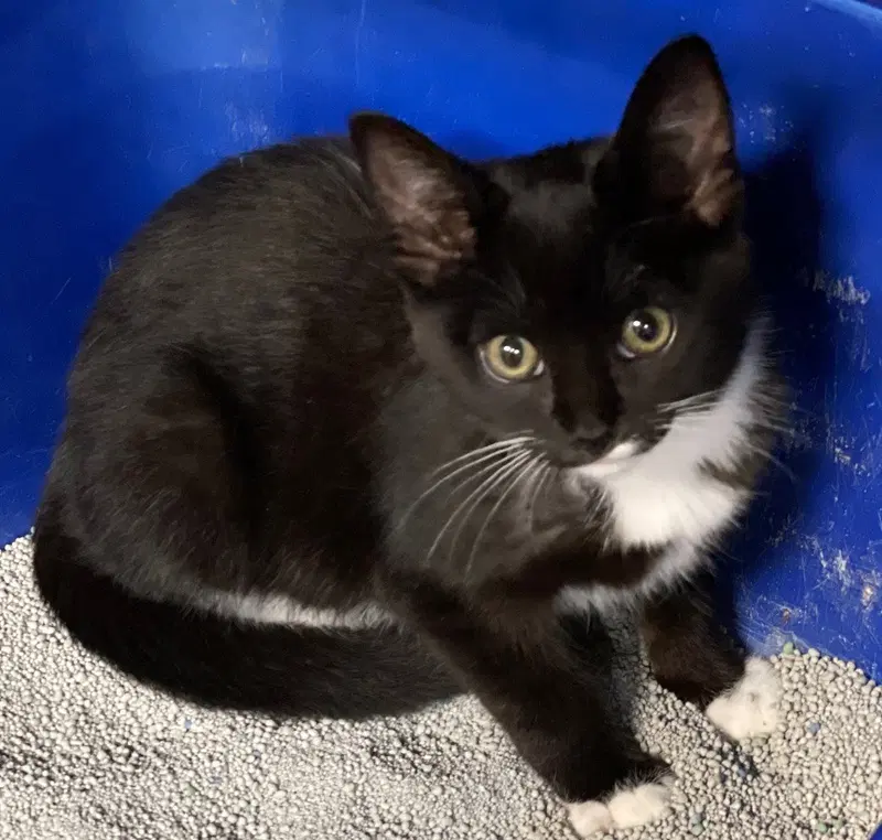 Suzy, a female kitten up for adoption