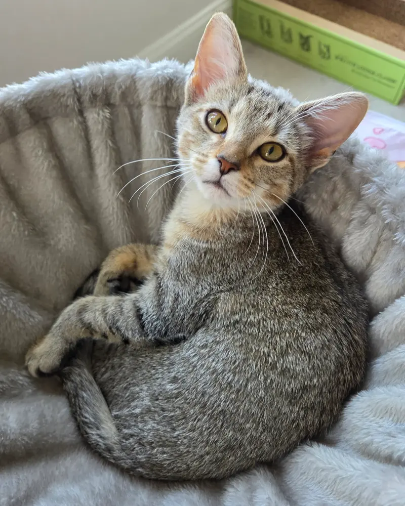 Tilly, a female kitten up for adoption
