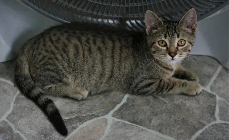 Chowder, an adult male cat up for adoption