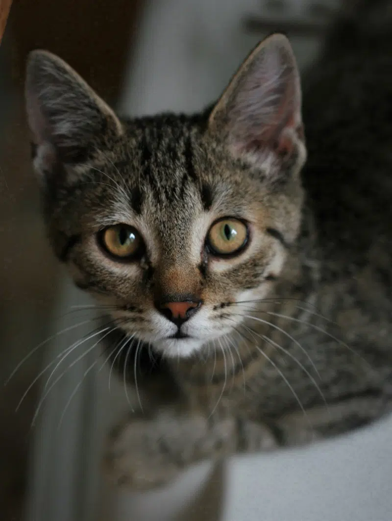 Chowder, photo 2