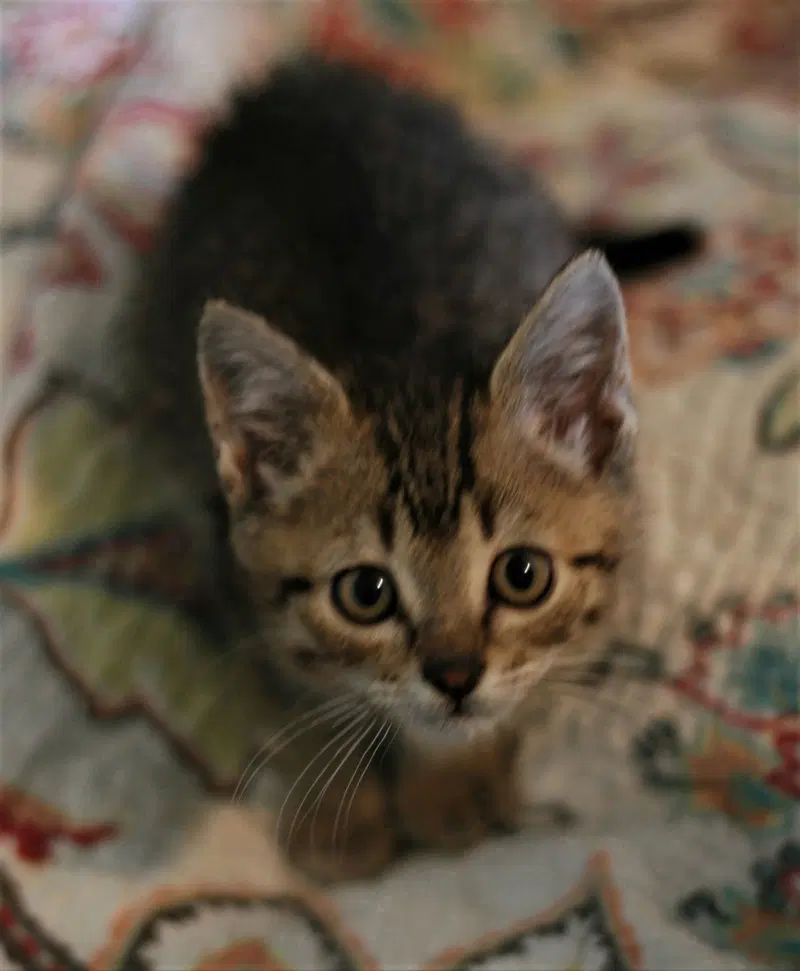 Chowder, photo 5