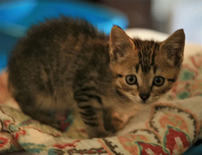 Chowder, photo 6
