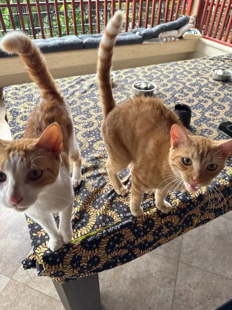 Loufy &, a young male American Shorthair cat up for adoption