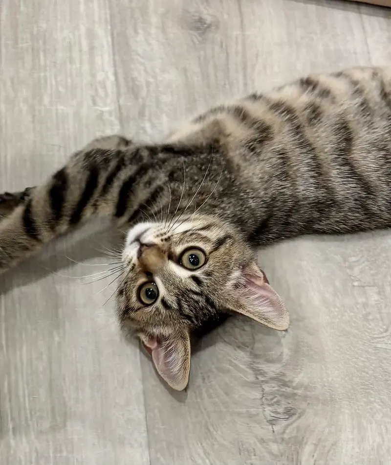 Cindy, a female Tabby kitten up for adoption