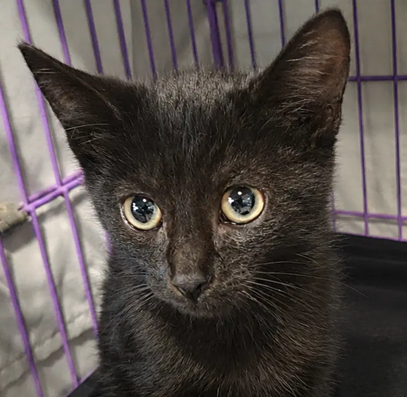 Kitten Hood, a female kitten up for adoption