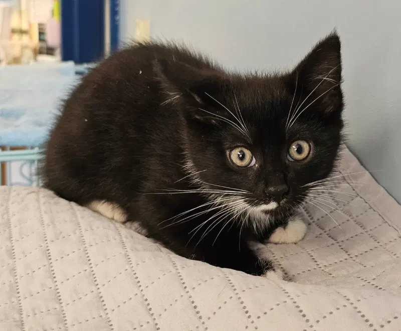 Captain, a male Tuxedo kitten up for adoption