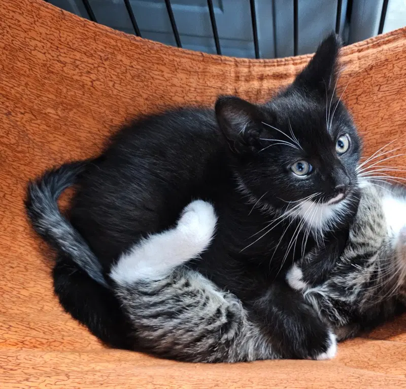 Captain, photo 3