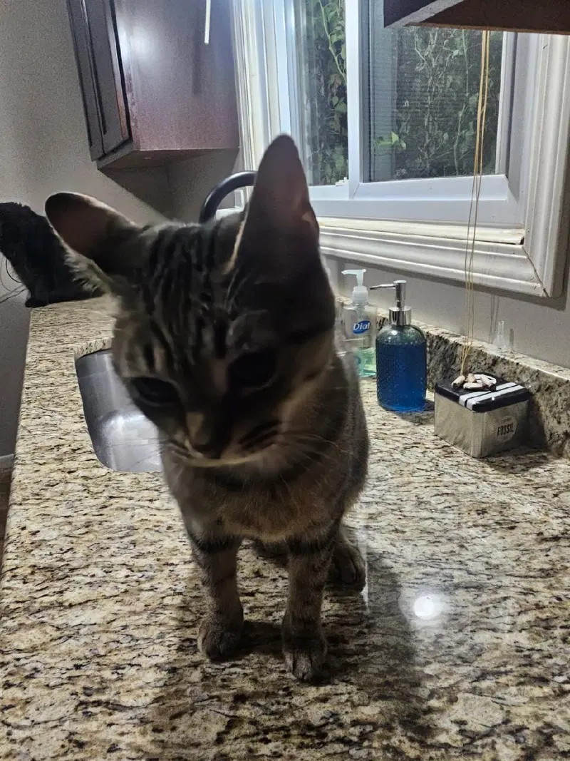 Mooshi, photo 3
