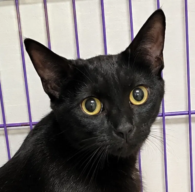 Cloak, an adult female cat up for adoption