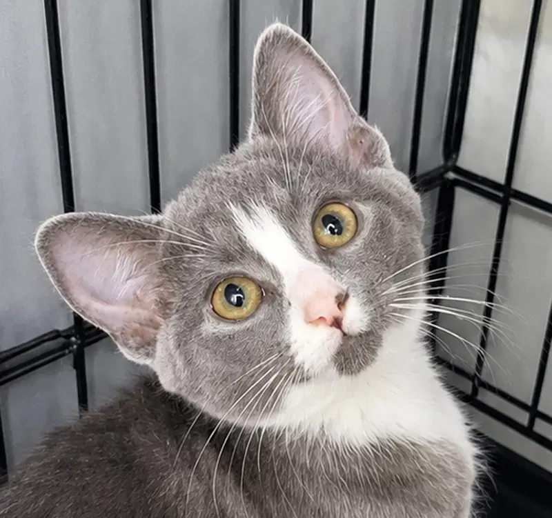 Kitten Glue Stick, a female kitten up for adoption