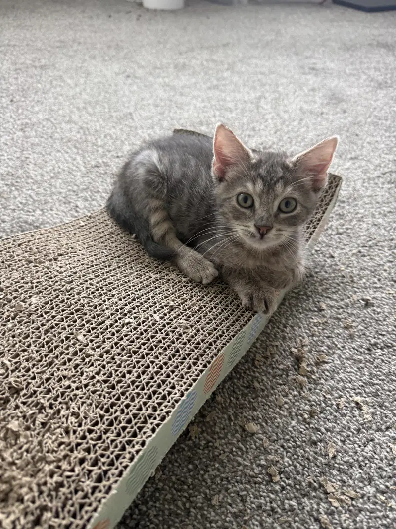 Trigger, a male kitten up for adoption