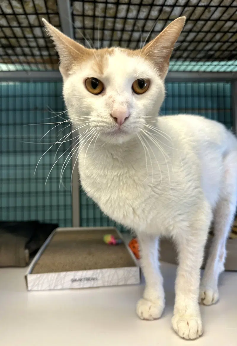 Crosby, an adult male cat up for adoption