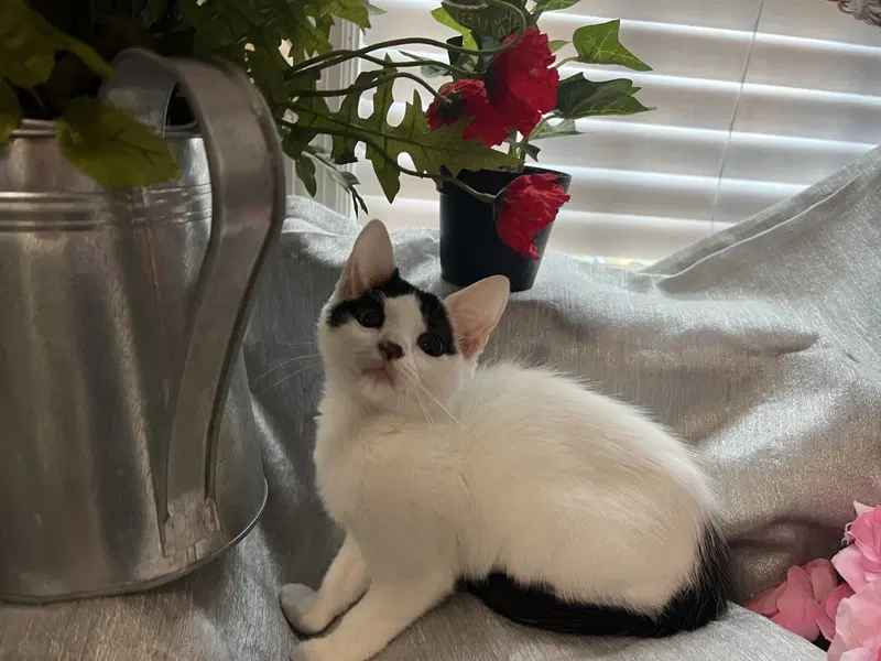 Mitzi, photo 3