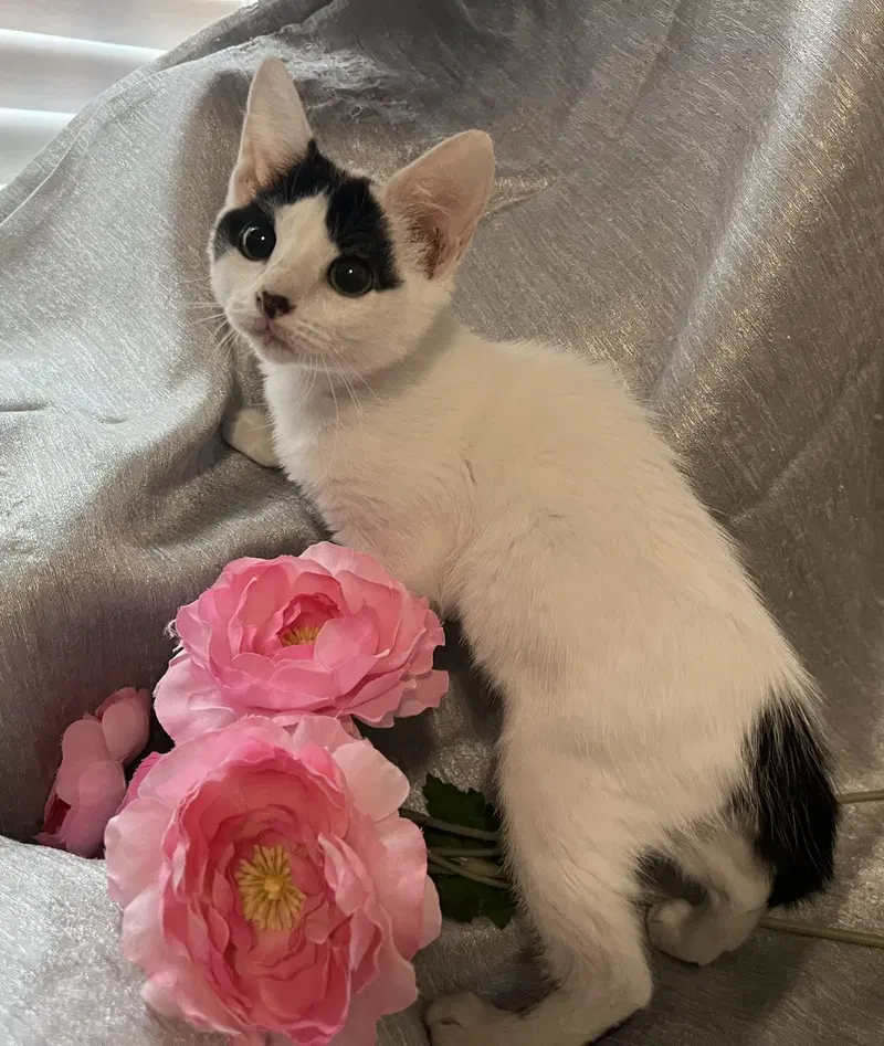 Mitzi, photo 4